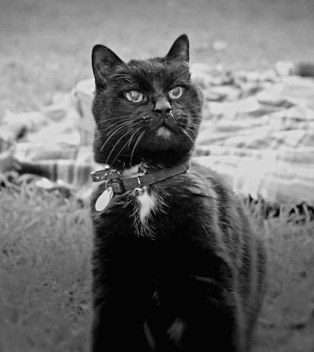 China veins studio 4/24