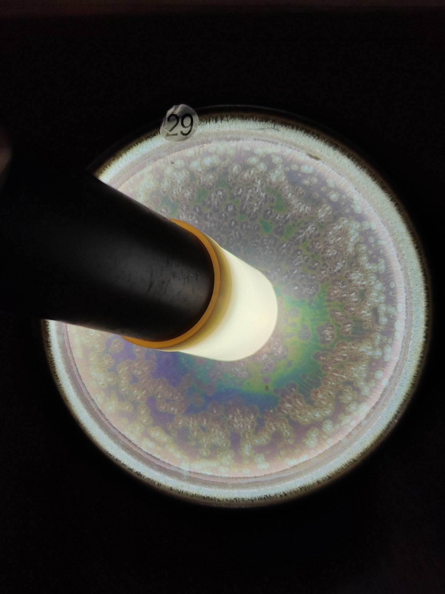 2025.11.4  Master Zhao